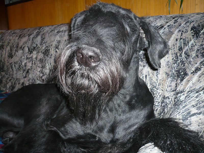 Ygor
