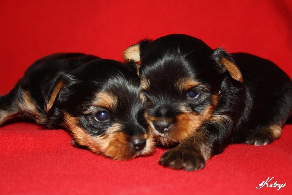 Yorkshire Terrier