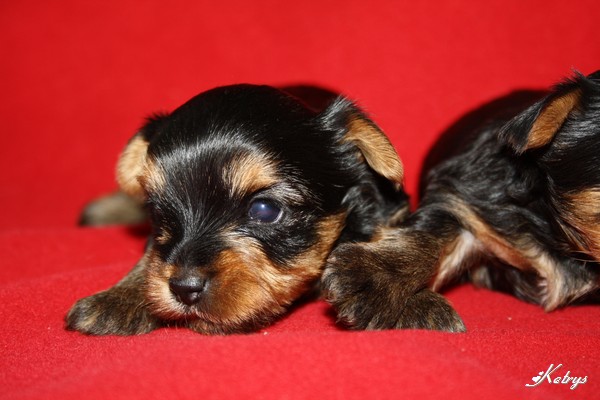 Yorkshire Terrier
