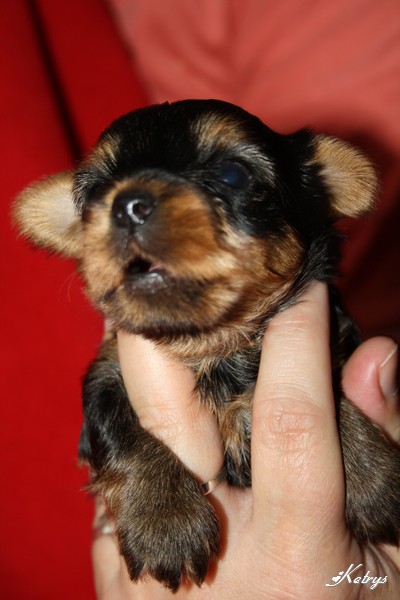 Yorkshire Terrier