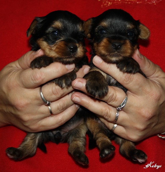 Yorkshire Terrier