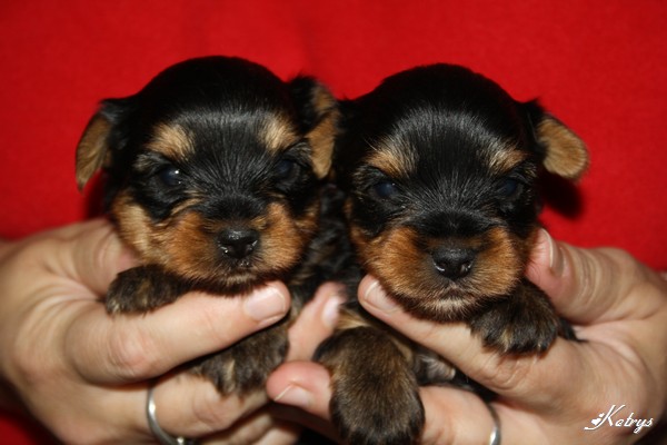 Yorkshire Terrier