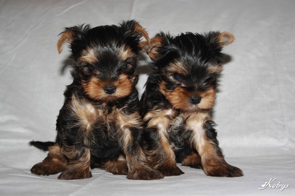 Yorkshire Terrier
