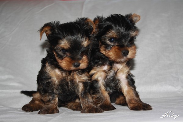 Yorkshire Terrier