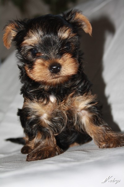 Yorkshire Terrier