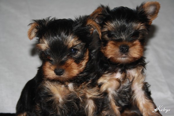 Yorkshire Terrier