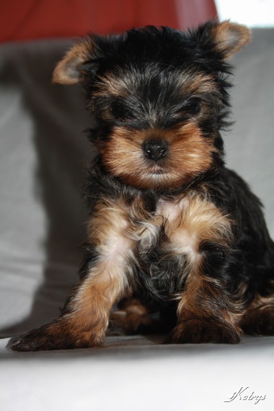 Yorkshire Terrier