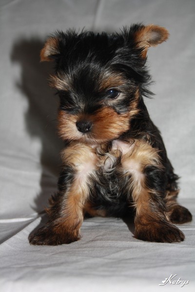 Yorkshire Terrier