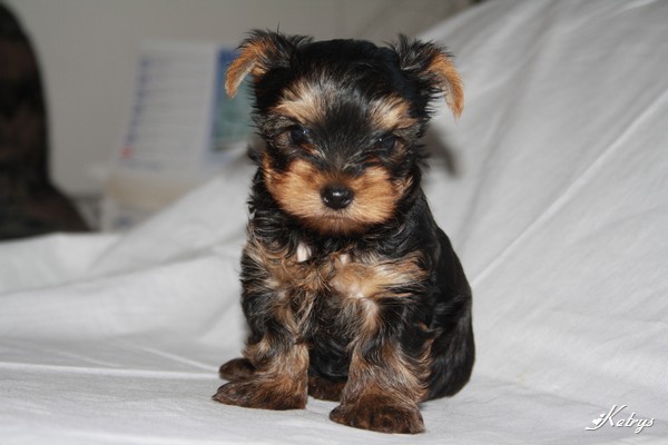 Yorkshire Terrier