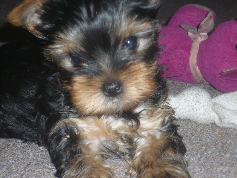 Yorkshire Terrier