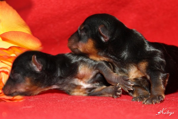 Yorkshire Terrier