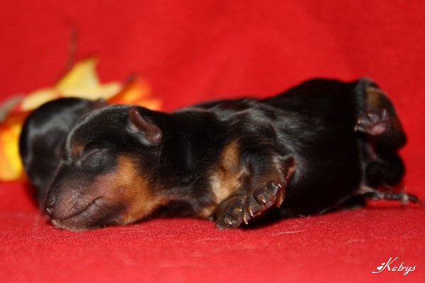 Yorkshire Terrier