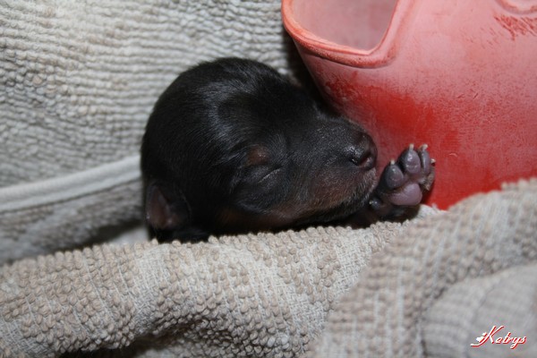 Yorkshire Terrier