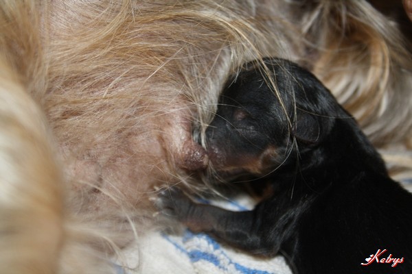 Yorkshire Terrier