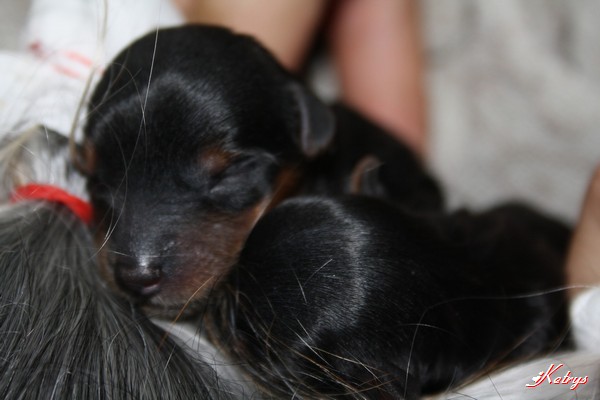 Yorkshire Terrier