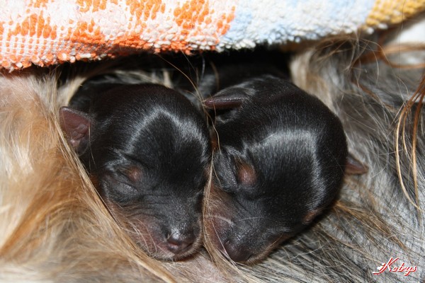 Yorkshire Terrier