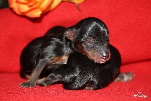 Yorkshire Terrier