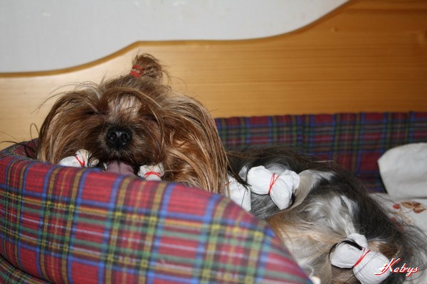 Yorkshire Terrier