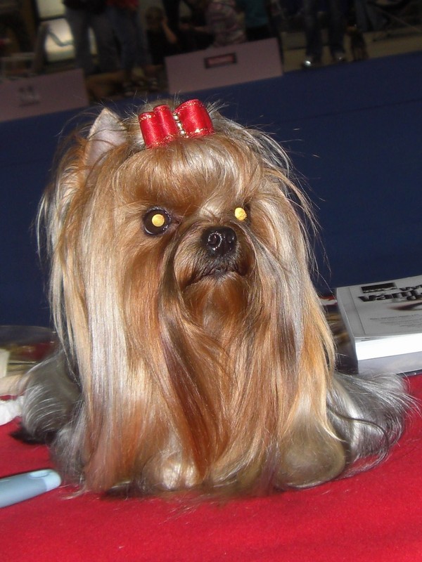 Yorkshire Terrier