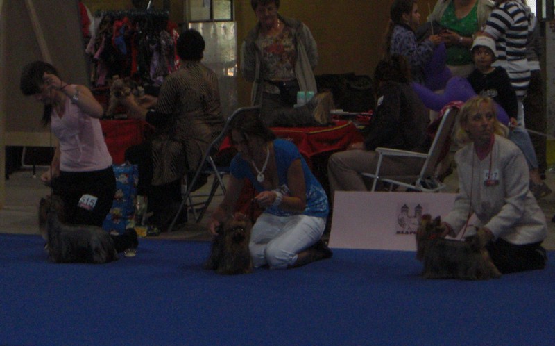 Yorkshire Terrier