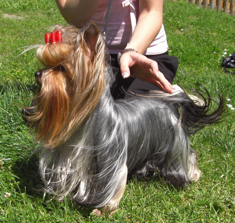 Yorkshire Terrier