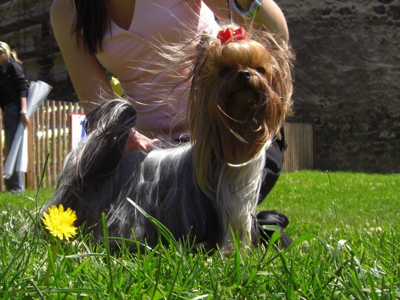 Yorkshire Terrier