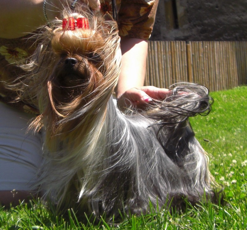 Yorkshire Terrier