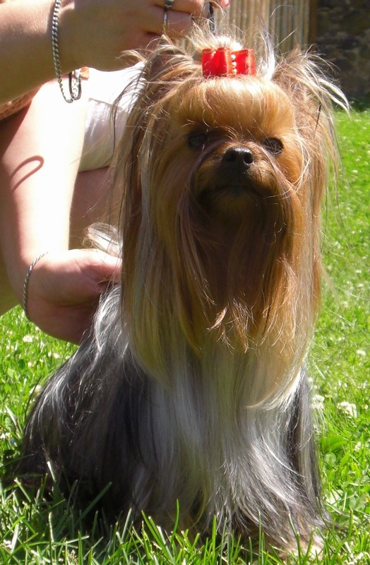 Yorkshire Terrier