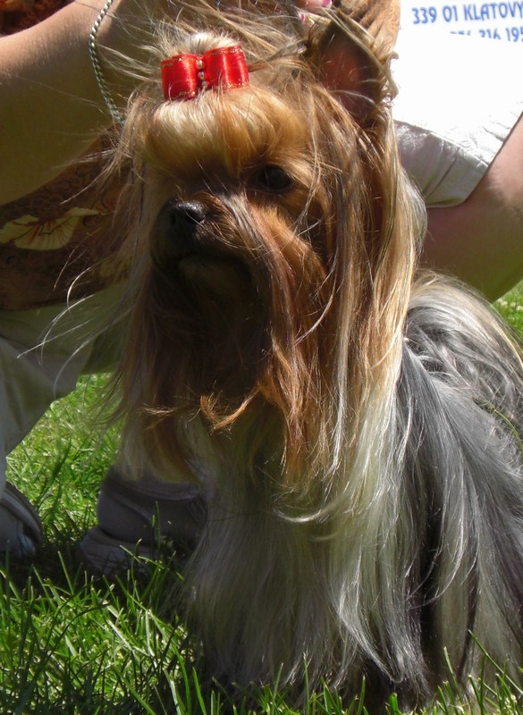 Yorkshire Terrier