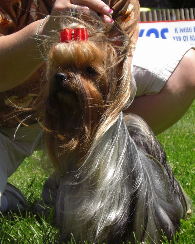 Yorkshire Terrier