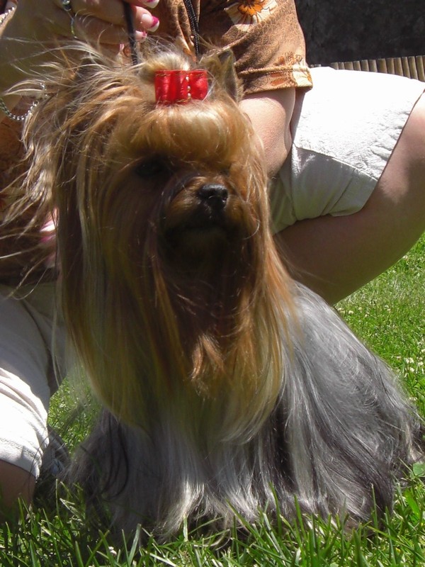 Yorkshire Terrier