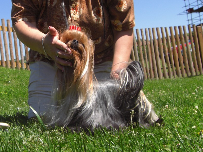 Yorkshire Terrier