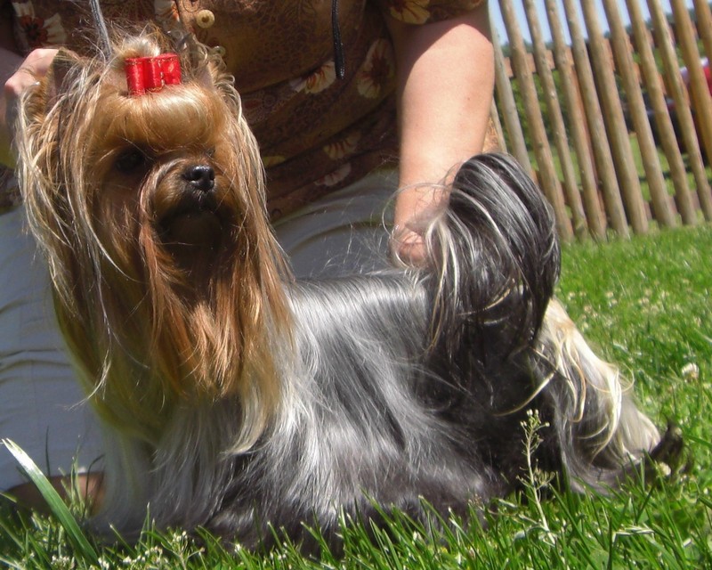 Yorkshire Terrier