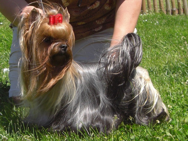 Yorkshire Terrier