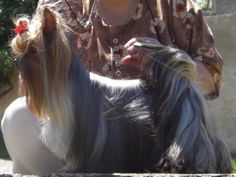 Yorkshire Terrier