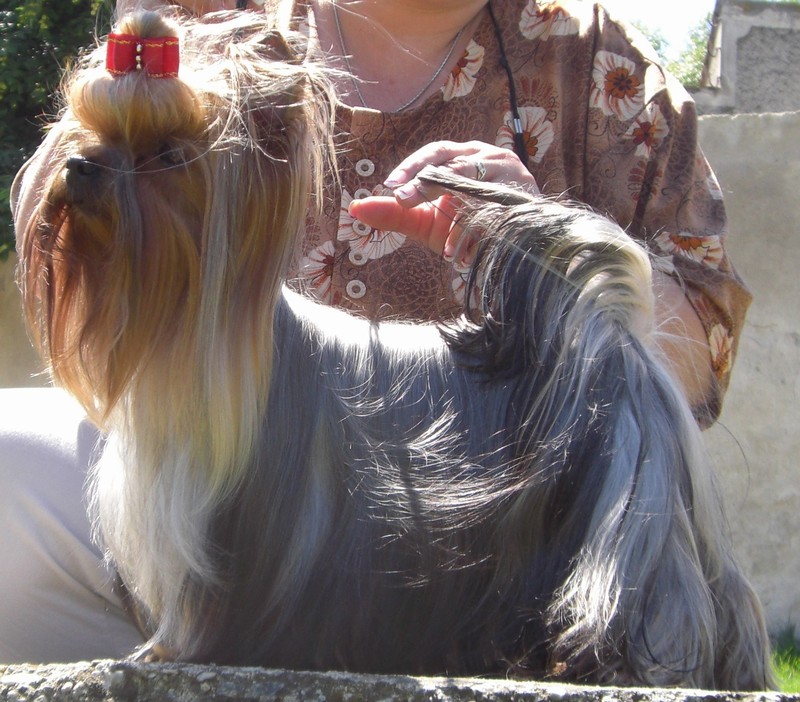 Yorkshire Terrier