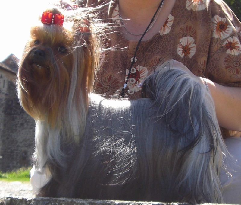 Yorkshire Terrier