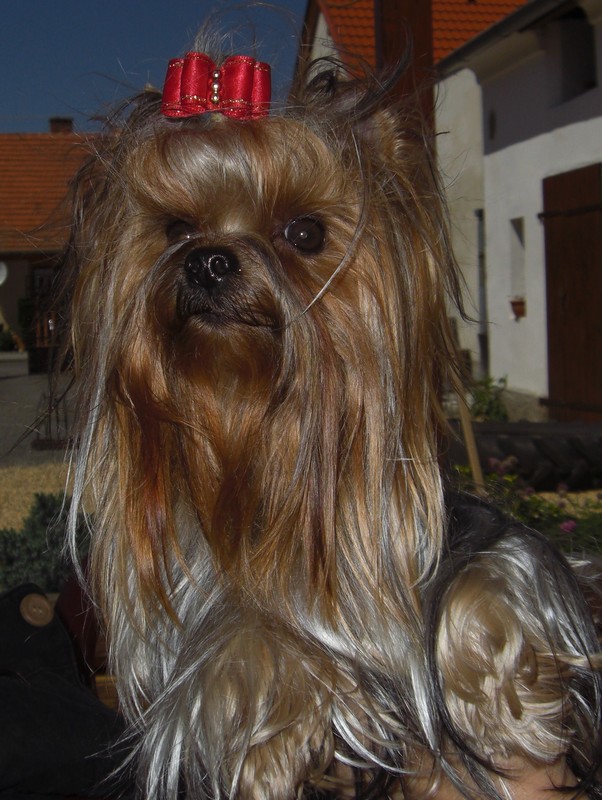 Yorkshire Terrier