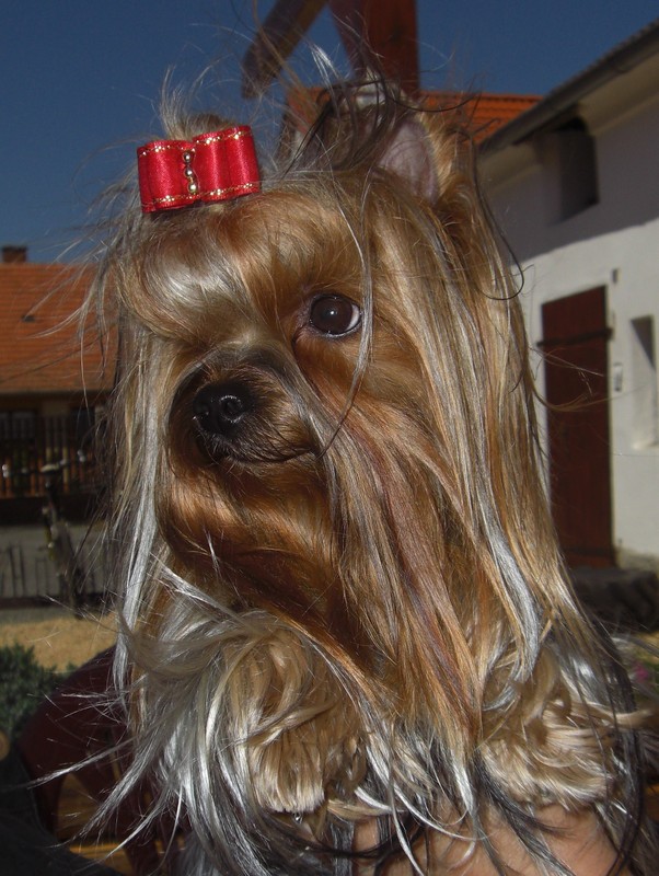 Yorkshire Terrier