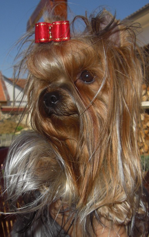 Yorkshire Terrier