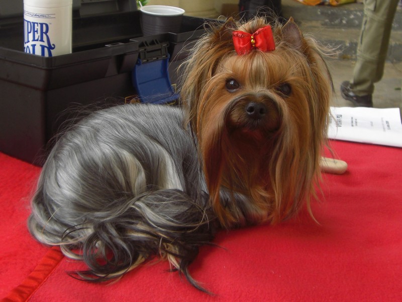 Yorkshire Terrier