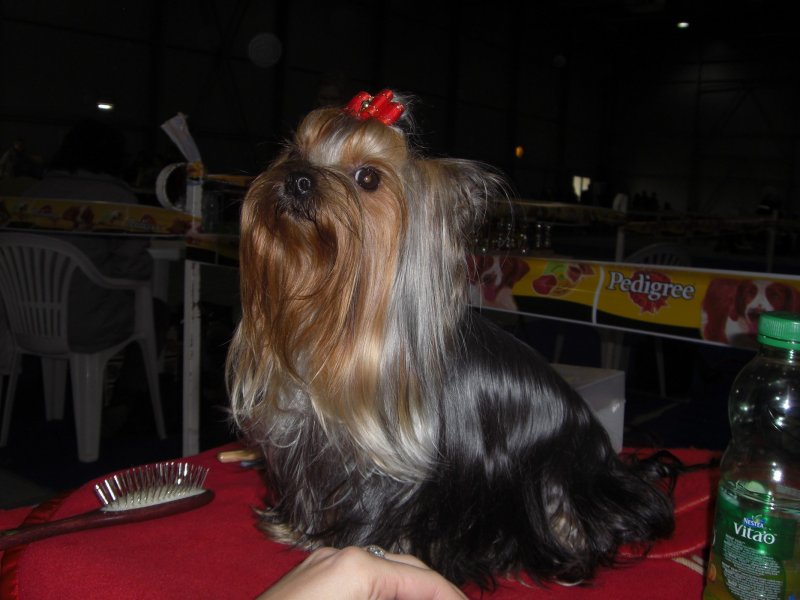 Yorkshire Terrier