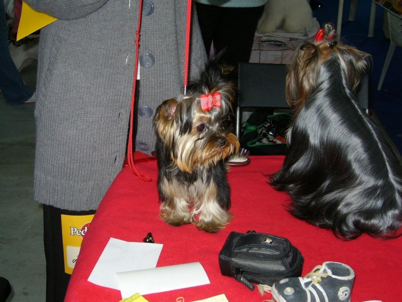 Yorkshire Terrier