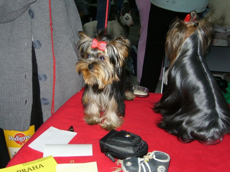 Yorkshire Terrier