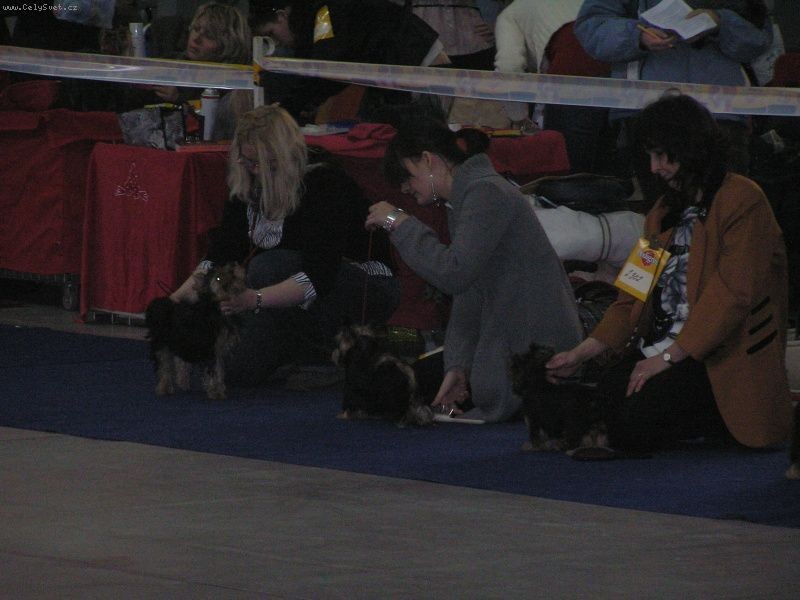 Yorkshire Terrier