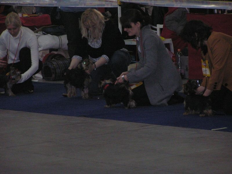 Yorkshire Terrier