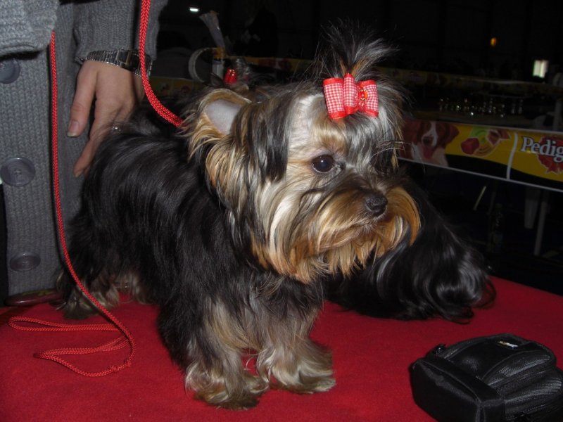 Yorkshire Terrier