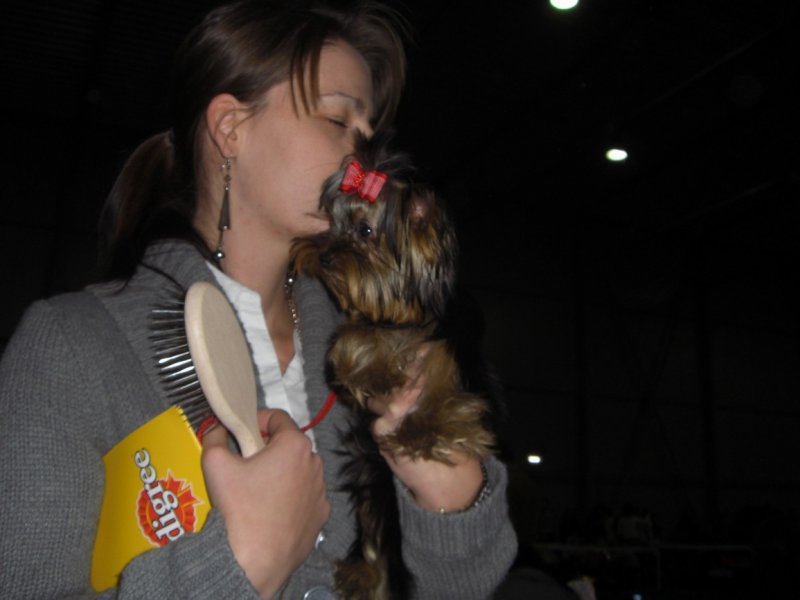 Yorkshire Terrier