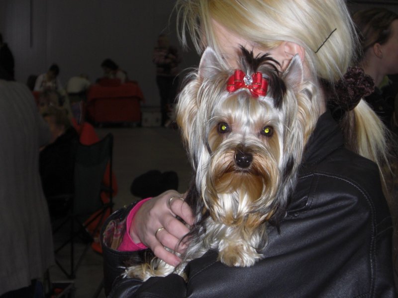 Yorkshire Terrier