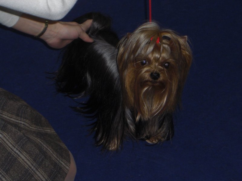 Yorkshire Terrier